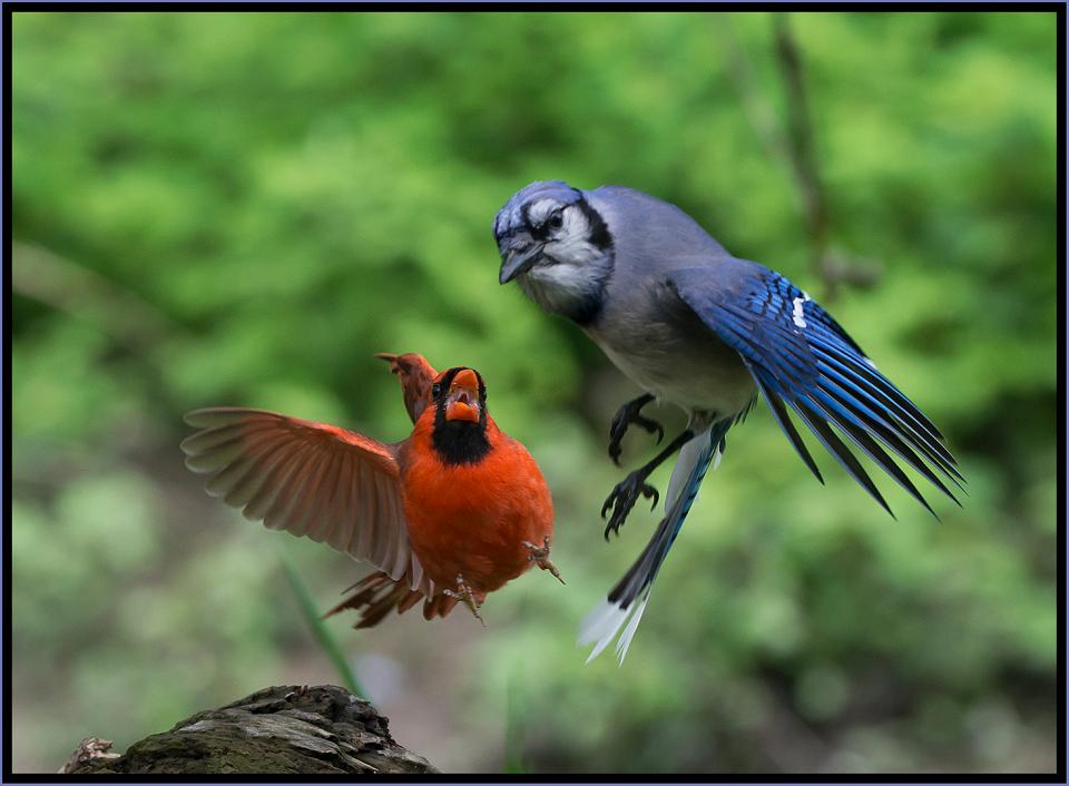 Blue Jay And Cardinal Hybrid